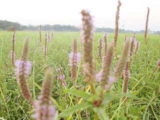 Image showing Pink color grass flower