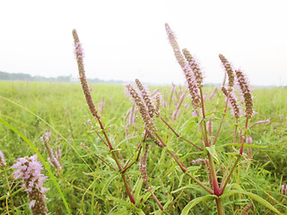 Image showing Pink color grass flower