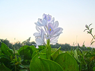 Image showing Pink Flower