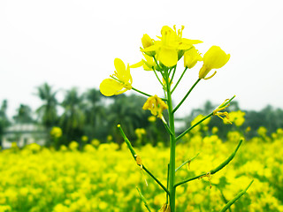 Image showing Yellow rapeseed field on a sunny day