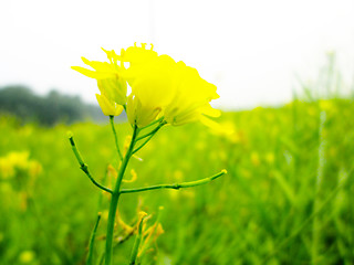 Image showing Yellow rapeseed field on a sunny day