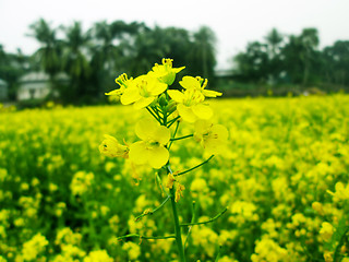 Image showing Yellow rapeseed field on a sunny day