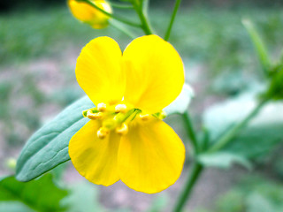 Image showing Yellow Flower