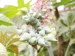 Image showing Papaya Flower