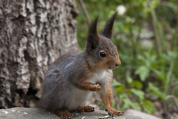 Image showing red squirrel