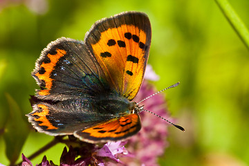 Image showing small copper