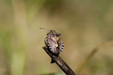 Image showing beetle