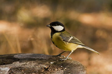 Image showing great tit