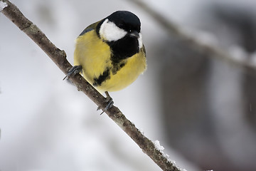 Image showing great tit