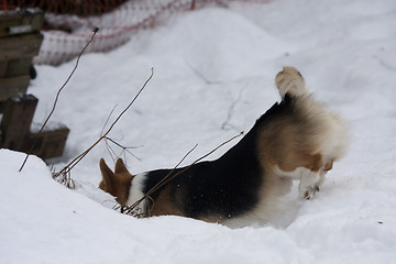 Image showing diving into the snow