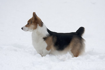 Image showing dog in snow