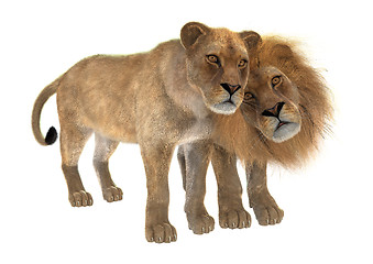 Image showing Lions in Love