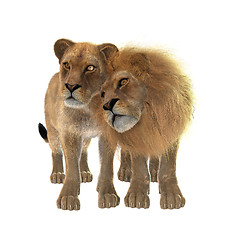 Image showing Lions in Love