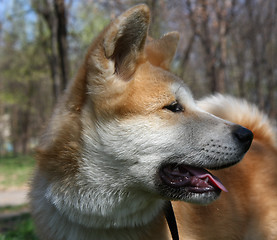 Image showing Akita Inu