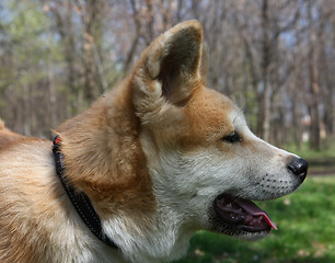 Image showing Akita Inu