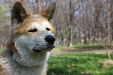 Image showing Akita Inu