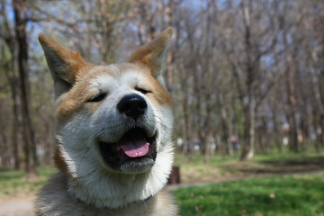 Image showing Akita Inu