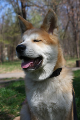 Image showing Akita Inu