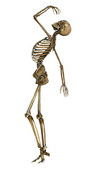 Image showing Dancing Skeleton