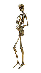 Image showing Smiling Skeleton
