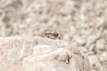 Image showing Gecko lizard on rocks 