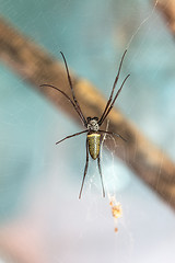 Image showing Spider in her web