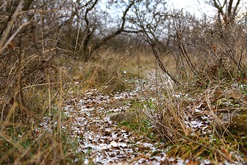 Image showing Small Pathway going trough the park