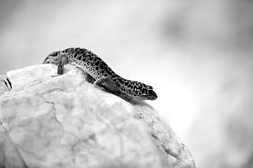 Image showing Gecko lizard on rocks 