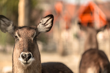 Image showing Male antelope standing