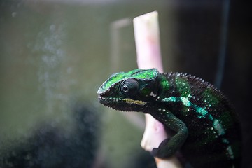 Image showing Lizard on the rock