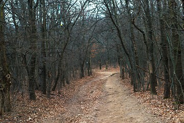 Image showing Small Pathway going trough the park