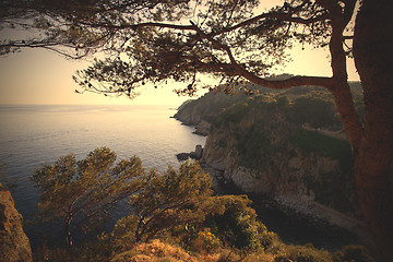 Image showing sea landscape with pine