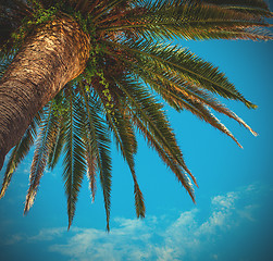 Image showing Kroon palms