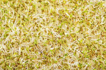 Image showing  Alfalfa sprouts 