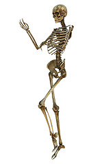 Image showing Human Skeleton