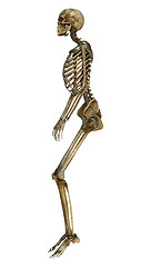 Image showing Human Skeleton