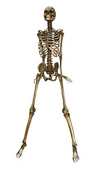 Image showing Human Skeleton