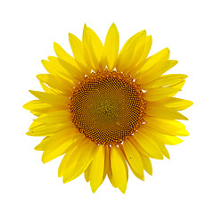 Image showing sunflower on white