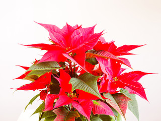 Image showing Poinsettia Christmas star