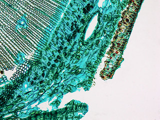 Image showing Pine Wood micrograph