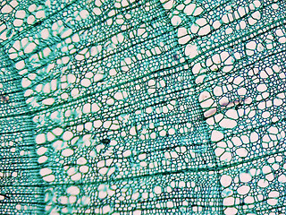 Image showing Tilia stem micrograph