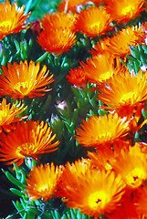 Image showing Ice plant