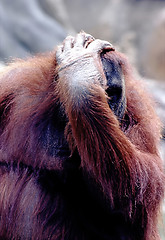 Image showing Orangutan