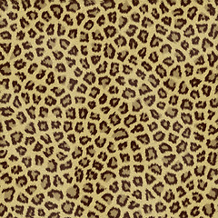 Image showing Leopard Fur