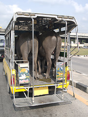 Image showing Buffalo transport