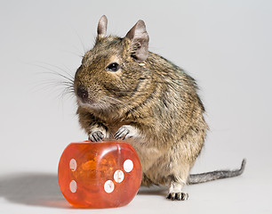 Image showing funny hamster with big die block