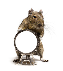 Image showing small rodent with big drum