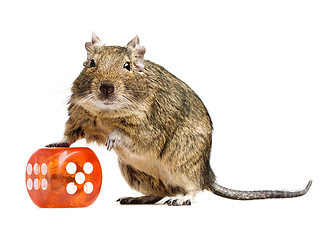 Image showing funny hamster with big dice cube