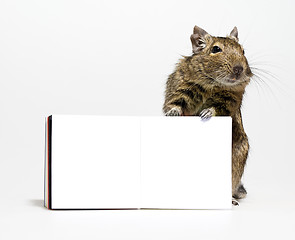 Image showing cute degu rodent with blank poster in paws