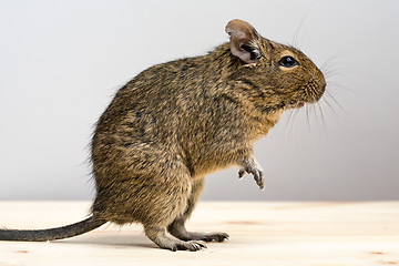 Image showing degu rodent in profile